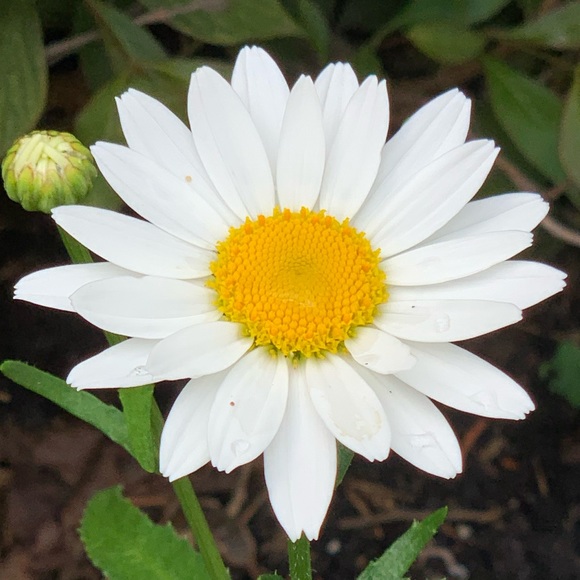 Meet your Posher, Marie - Picture 1 of 1